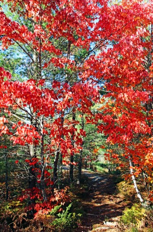 Colorful Fall Trail